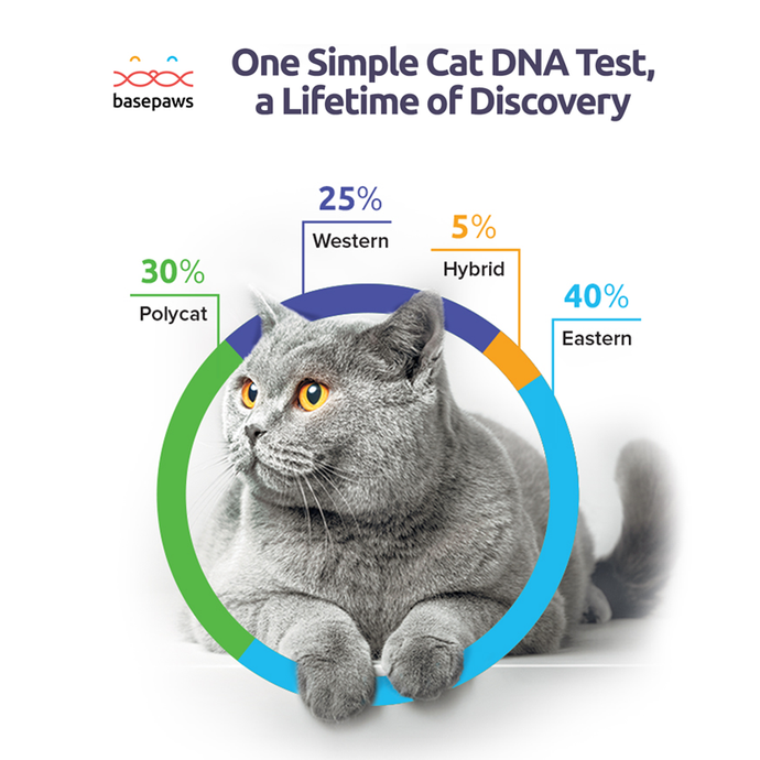 Basepaws Cat DNA Tests