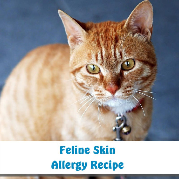 Feline Skin Allergies Recipe